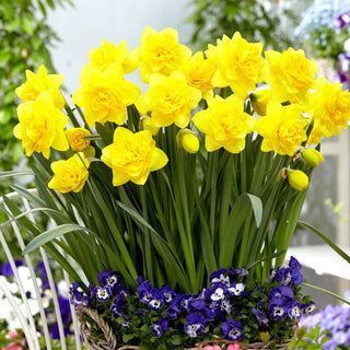 Narcisse - Double Power - Narcissus - Touffes spectaculaires qui attirent le regard - 5 bulbes