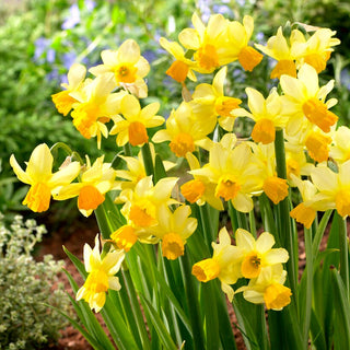 Narcisse - Eaton Song - Narcissus - Couleur jaune subtile des fleurs - 5 bulbes