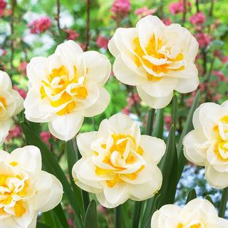 Narcisse - Fragrant Jewel - Narcissus - Parfum subtil d’élégance printanière - 5 bulbes