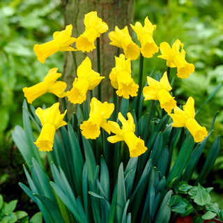 Narcisse - Golden Cycle - Narcissus - Touffes jaune intense pleines de vie - 5 bulbes