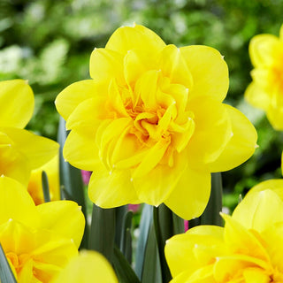 Narcisse - Holland Chase - Narcissus - Parfait pour les bouquets de printemps - 5 bulbes