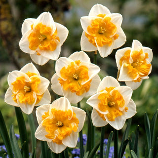 Narcisse - Love Call - Narcissus - Fleurs qui attirent le regard - 5 bulbes
