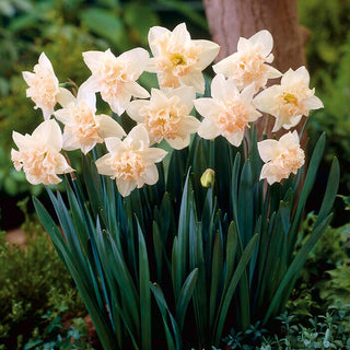 Narcisse - Palmares - Narcissus - Facile à cultiver, résistant au gel - 5 bulbes