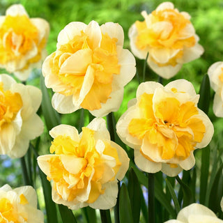 Narcisse - Progress - Narcissus - Explosion printanière crème et jaune - 3 bulbes