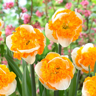 Narcisse - Swirl - Narcissus - Fleurs bicolores - Touche exceptionnelle - 3 bulbes