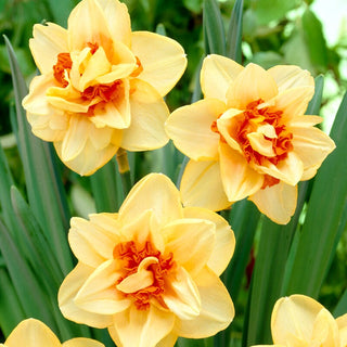Narcisse - Innovator - Narcissus - Fleur jaune orangé intense - 3 bulbes
