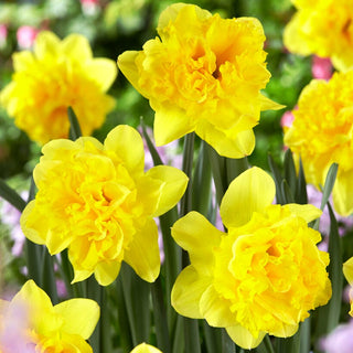 Narcisse - Twinflower - Narcissus - Rayon de soleil dans chaque jardin - 5 bulbes