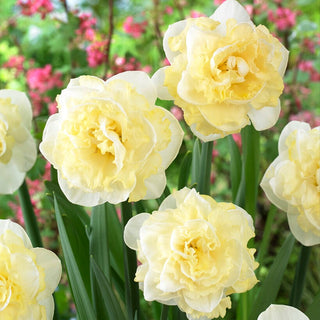Narcisse - White Surprise - Narcissus - Explosion crémeuse de lumière printanière - 5 bulbes