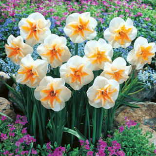 Narcisse - Delta - Narcissus - Fleurs doubles blanches et orange - 5 bulbes