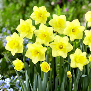 Narcisse - Golden Salome - Narcissus - Jaune noble pour massifs - 5 bulbes