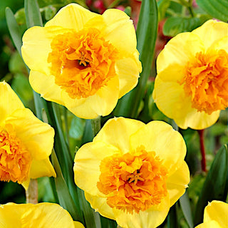 Narcisse - Modern Art - Narcissus - Accent unique sur la pelouse - 5 bulbes
