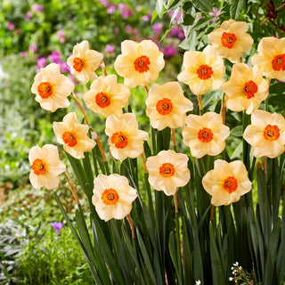 Narcisse - Altruist - Narcissus - Élégance et couleur dans votre jardin - 5 bulbes