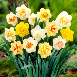 Narcisse double - Narcissus - Fleurs doubles aux nuances originales - 5 bulbes