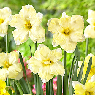 Narcisse - Cassata - Narcissus - Ornement pastel harmonieux - 5 bulbes