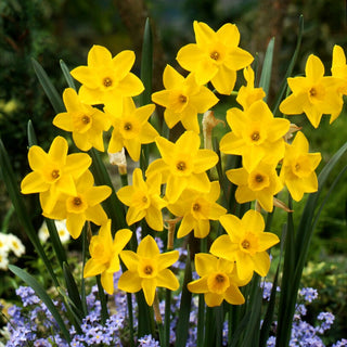 Narcisse - Golden Carpet - Narcissus - Tapis ensoleillé de fleurs printanières - 5 bulbes