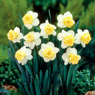 Narcisse - Wave - Narcissus - Parfum délicat d’un matin de printemps - 5 bulbes