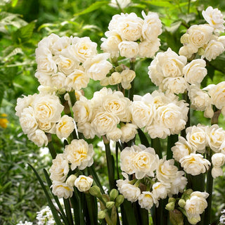 Narcisse - Erlicheer - Narcissus - Arôme floral subtil et agréable - 5 bulbes