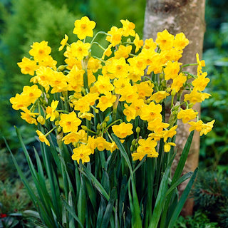 Narcisse - Grand Soleil d'Or - Narcissus - Parfum doux, embaumant le jardin - 5 bulbes