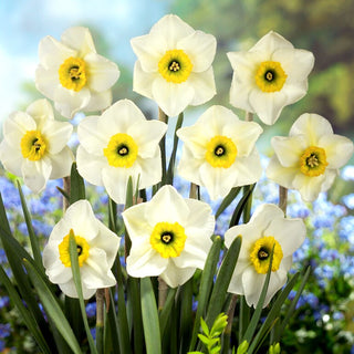 Narcisse - Lancaster - Narcissus - Fraîcheur et légèreté dans la composition - 5 bulbes