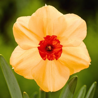 Narcisse - Sabine Hay - Narcissus - Fleur élégante pour chaque massif - 3 bulbes