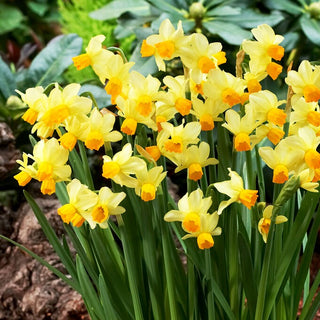 Narcisse - Spring Sunshine - Narcissus - Fleurs éclatantes apportent de la joie - 5 bulbes