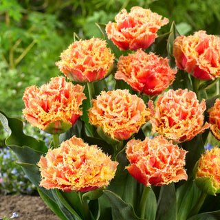 Tulipe - Brisbane - Tulipa - Tulipe frangée spectaculaire - 5 bulbes