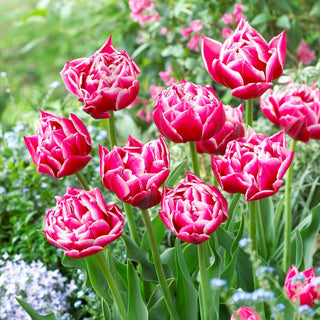 Tulipe - Columbus - Tulipa - Floraison pleine d’énergie et de passion - 5 bulbes