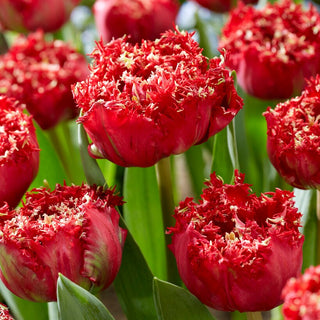 Tulipe - Qatar - Tulipa - Excellent choix pour fleur coupée - 5 bulbes