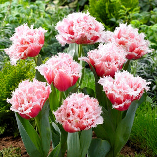 Tulipe - Queensland - Tulipa - Choix idéal pour massifs et pots - 5 bulbes
