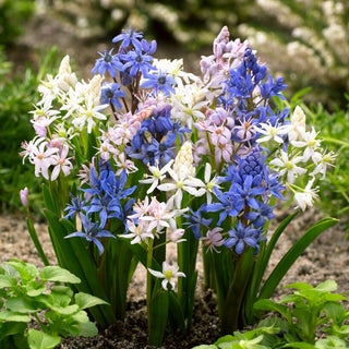 Scille à deux feuilles - Mélange de couleurs - Scilla - Fleurit dès mars, ravive le jardin - 10 bulbes
