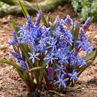 Scille à deux feuilles - bleu - Scilla - Crée un tapis dense et spectaculaire - 10 bulbes
