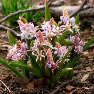 Scille à deux feuilles - Rosea - rose - Scilla - Variété rare à fleurs roses - 10 bulbes