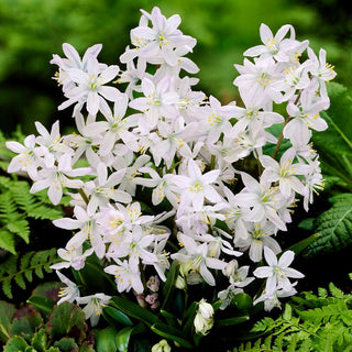 Scille mischtschenkoana - Tubergeniana - Scilla - Fleurs dès mars, annoncent le printemps - 5 bulbes