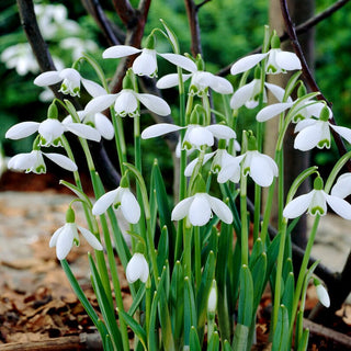 Perce-neige géante - Sam Arnott - Galanthus - Élégance neigeuse aux notes miellées