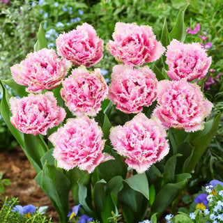 Tulipe - Cairns - Tulipa - Fleurs ravissantes comme une douce meringue - 5 bulbes