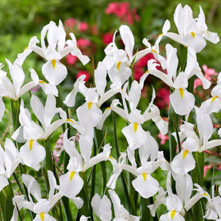 Iris de Hollande - Alaska - Iris - Légèreté et élégance en blanc - 10 bulbes