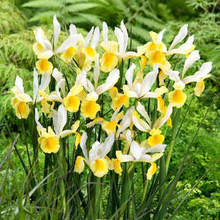 Iris de Hollande - Montecito - Iris - Convient à la culture en pots - 10 bulbes