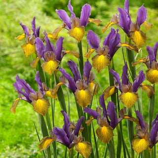 Iris de Hollande - Picasso - Iris - Fleurs panachées au charme exceptionnel - 10 bulbes