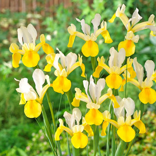 Iris de Hollande - Symphony - Iris - Teinte pastel délicate des fleurs - 10 bulbes