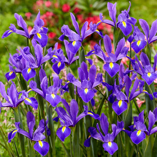 Iris de Hollande - Valentine - Iris - Touffes élancées et compactes - 10 bulbes