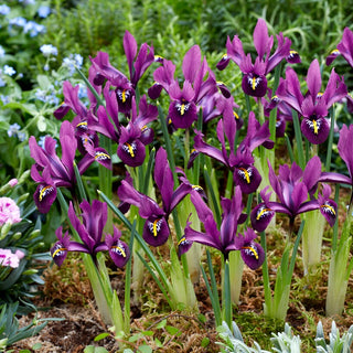 Iris réticulé - Rejoice - Iris - fleurs violettes - touche printanière - 10 bulbes