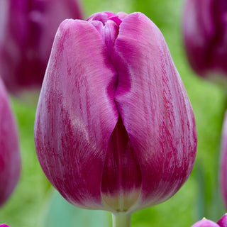 Tulipe - Bullit - Tulipa - Décoration intense violette des massifs - 5 bulbes