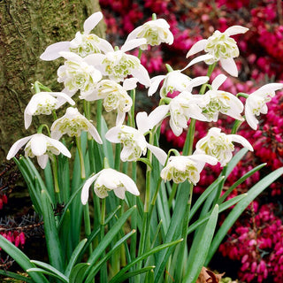 Perce-neige double - Hippolyta - Galanthus - Bouquets romantiques du jardin - 3 bulbes