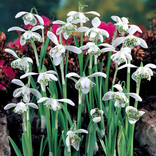 Perce-neige - Jaquenetta - Galanthus - Crée de charmants tapis délicats