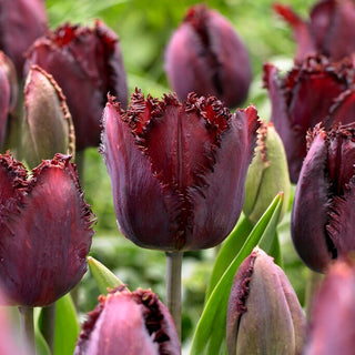 Tulipe - Black Jewel - Tulipa - Accent fort dans une composition printanière - 5 bulbes