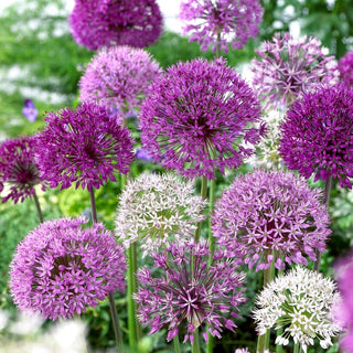 Ail d'ornement - Mélange - Allium - Magnifique mosaïque de couleurs - 3 bulbes