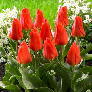 Tulipe - Miramare - Tulipa - Tulipe qui attire le regard - 5 bulbes