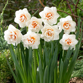 Narcisse double - Gay Kybo - Narcissus - Fraîcheur et couleur dès le début du printemps - 5 bulbes
