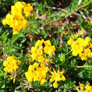 Lotier corniculé - Mellifère et fertilisante - Lotus corniculatus - 1 kg