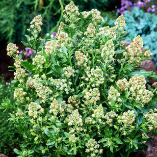 Réséda - Mélange - Colorée au parfum doux et agréable - Reseda odorata - Graines Premium